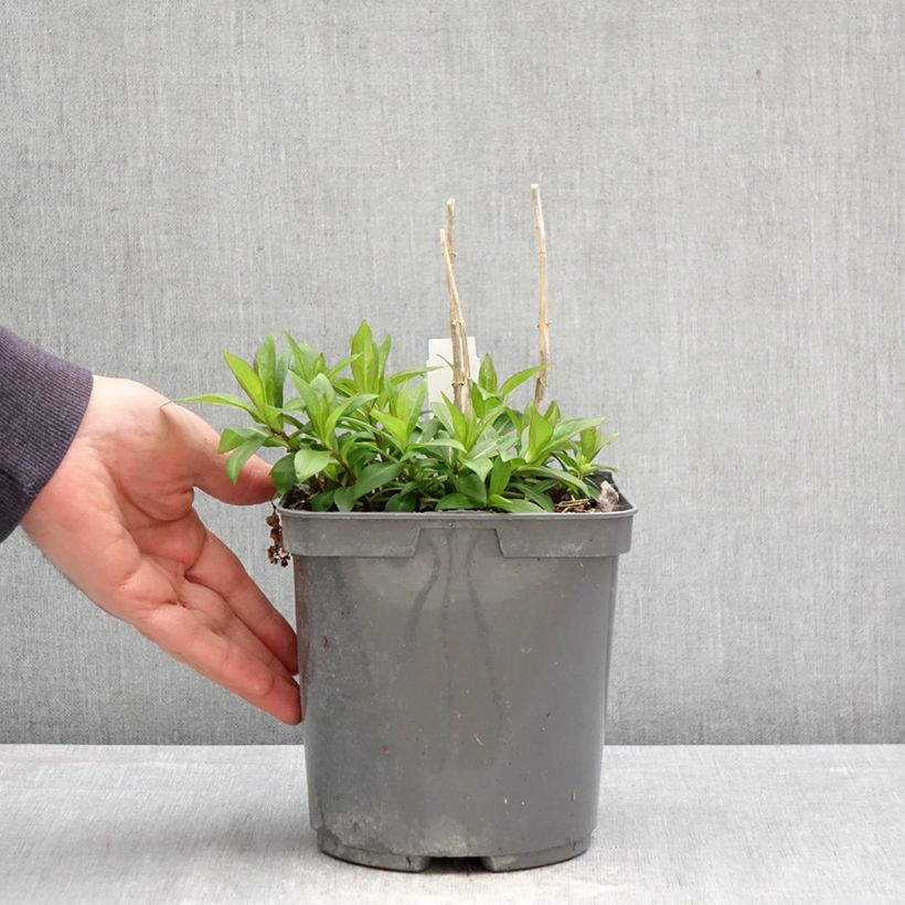 Exemplaar van Phlox paniculata Bambini Sweet Tart - Vlambloem Pot van 2 l/3 l zoals geleverd in de lente