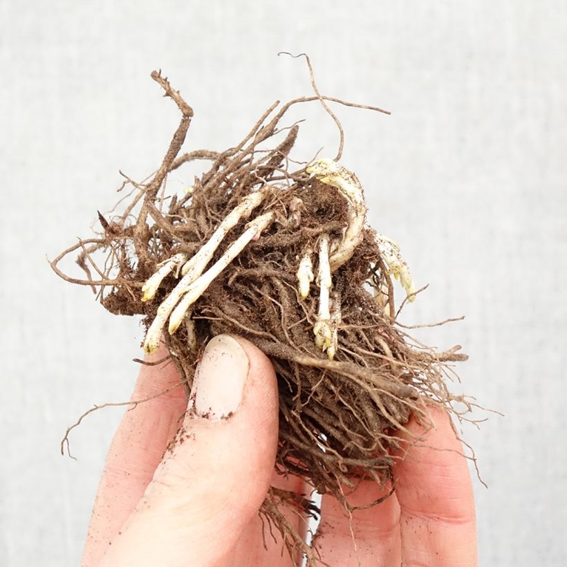 Exemplaar van Phlox paniculata Bambini Sweet Tart - Vlambloem Naakte wortel zoals geleverd in de winter