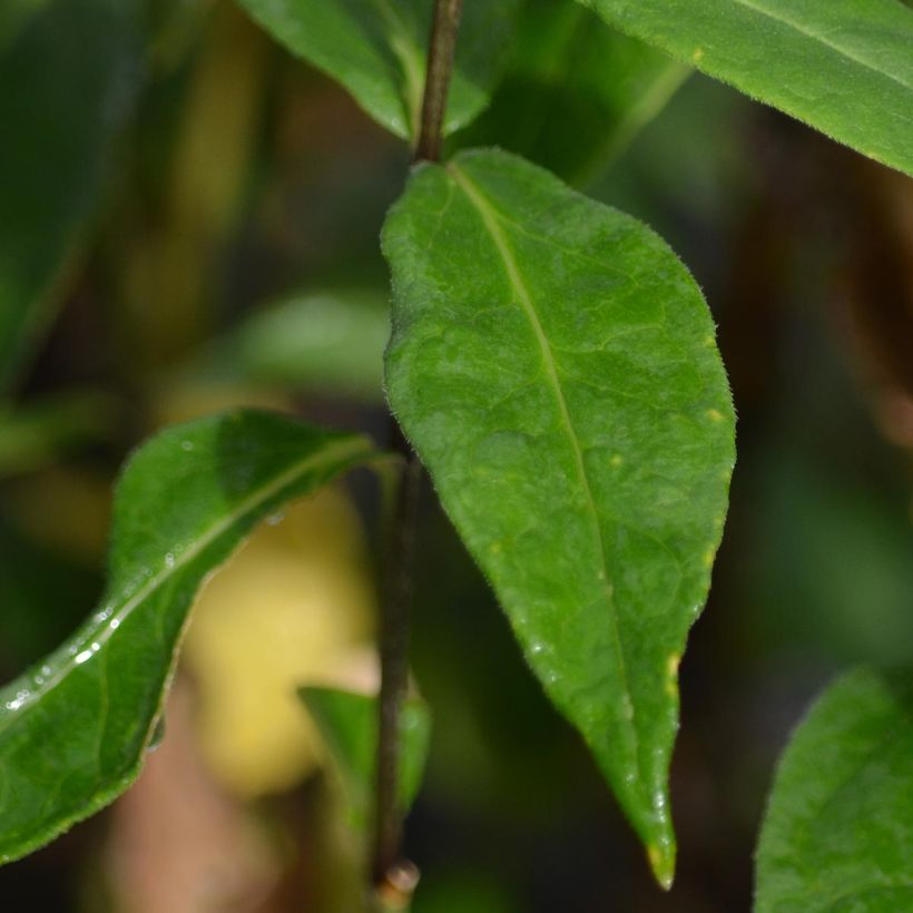 Phlox paniculata Blue Paradise - Vlambloem (Blad)