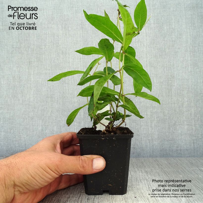 Exemplaar van Phlox paniculata Blue Paradise - Vlambloem Kweekpotje van 8/9 cm zoals geleverd in de herfst