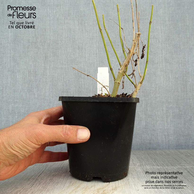 Exemplaar van Phlox paniculata Blue Paradise - Vlambloem Pot van 1,5 l/2 l zoals geleverd in de herfst