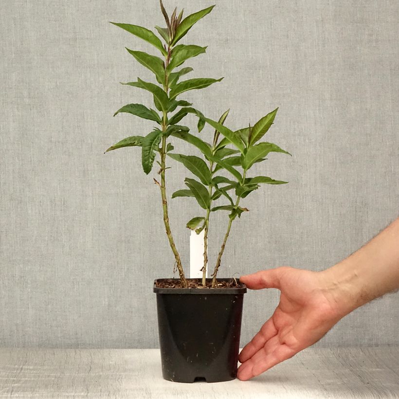Exemplaar van Phlox paniculata Bright Eyes - Vlambloem Pot van 1,5 l/2 l zoals geleverd in de zomer