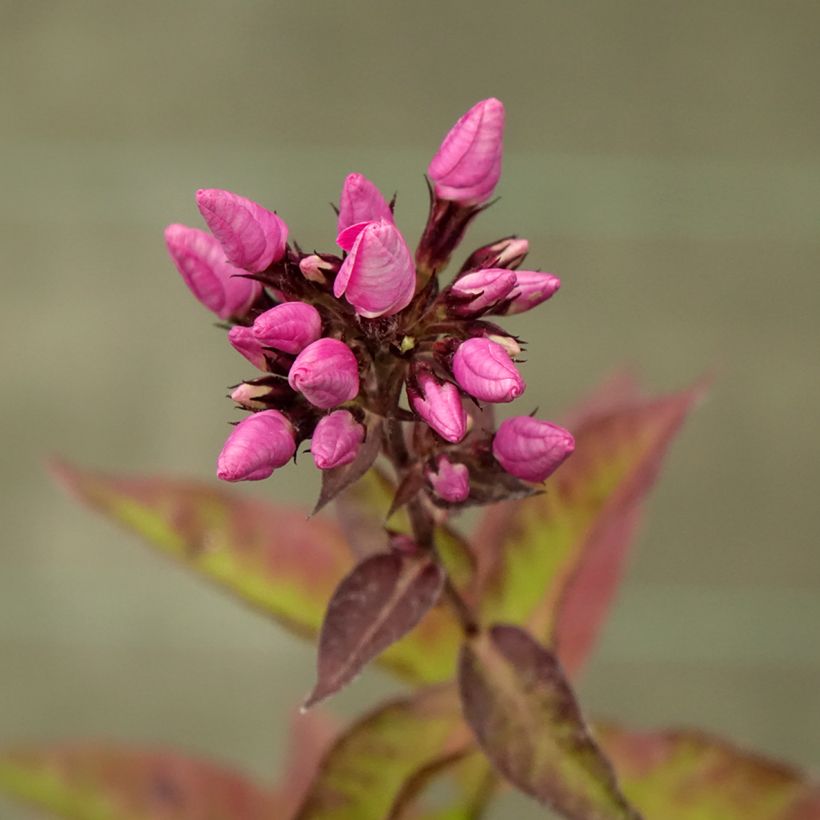 Phlox paniculata Butonik - Vlambloem (Bloei)