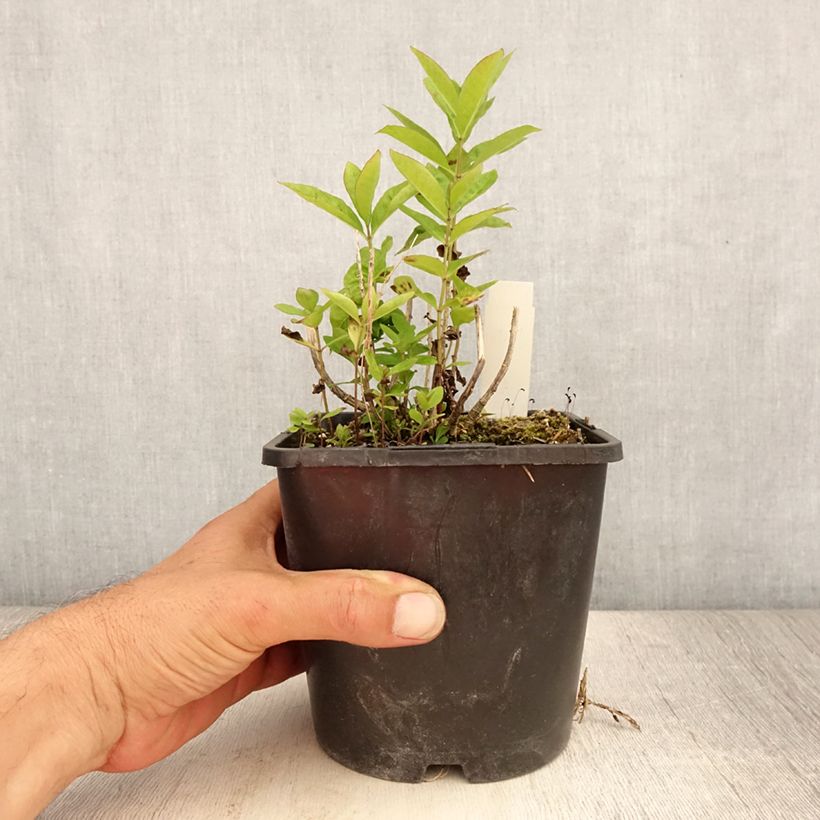 Exemplaar van Phlox paniculata Butonik - Vlambloem Pot van 2 l/3 l zoals geleverd in de zomer