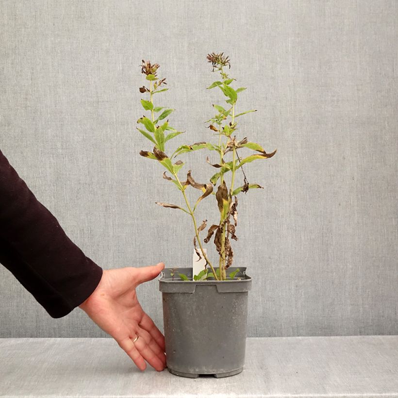 Exemplaar van Phlox paniculata Cleopatra - Vlambloem Pot van 2 l/3 l zoals geleverd in de herfst