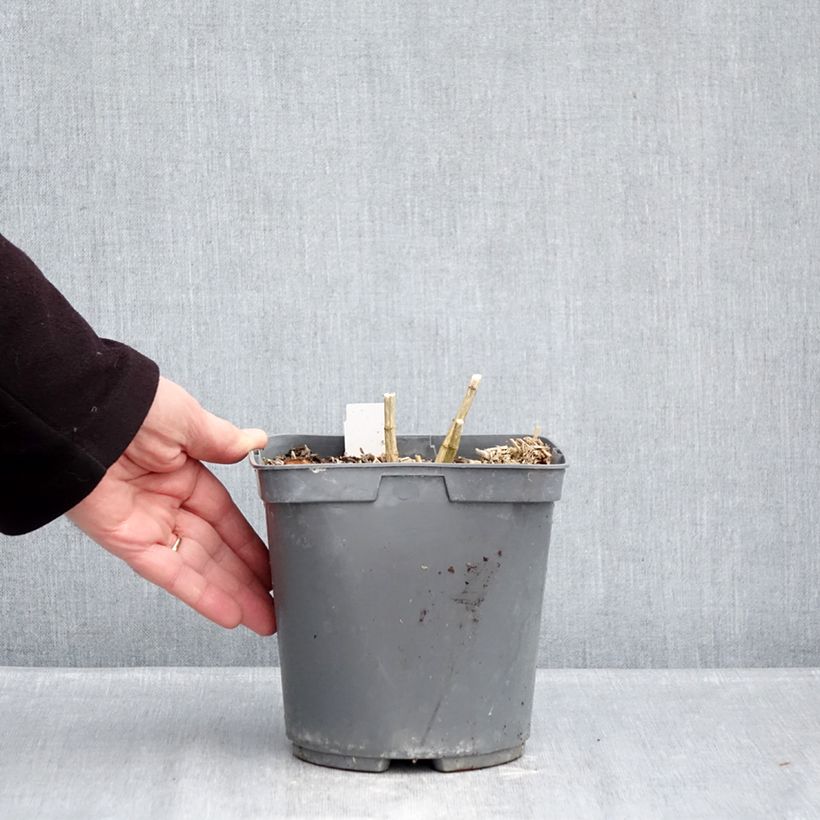 Exemplaar van Phlox paniculata Cleopatra - Vlambloem Pot van 2 l/3 l zoals geleverd in de winter