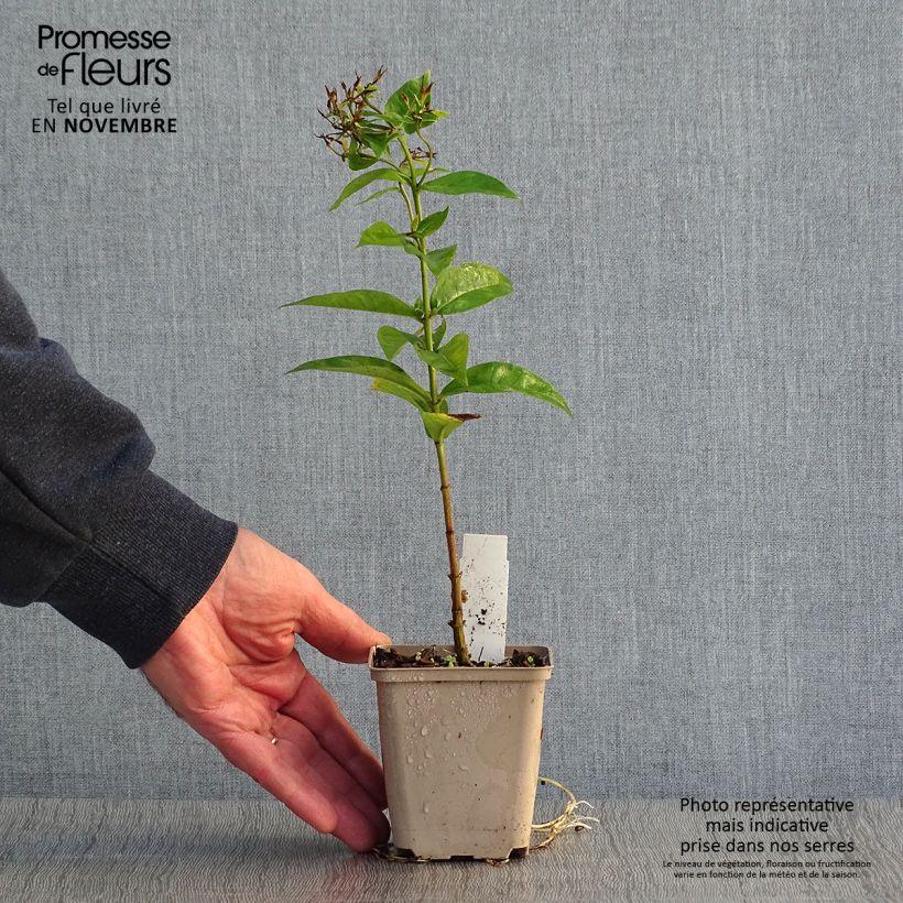 Exemplaar van Phlox paniculata Coral Flame - Vlambloem Kweekpotje van 8/9 cm zoals geleverd in de herfst
