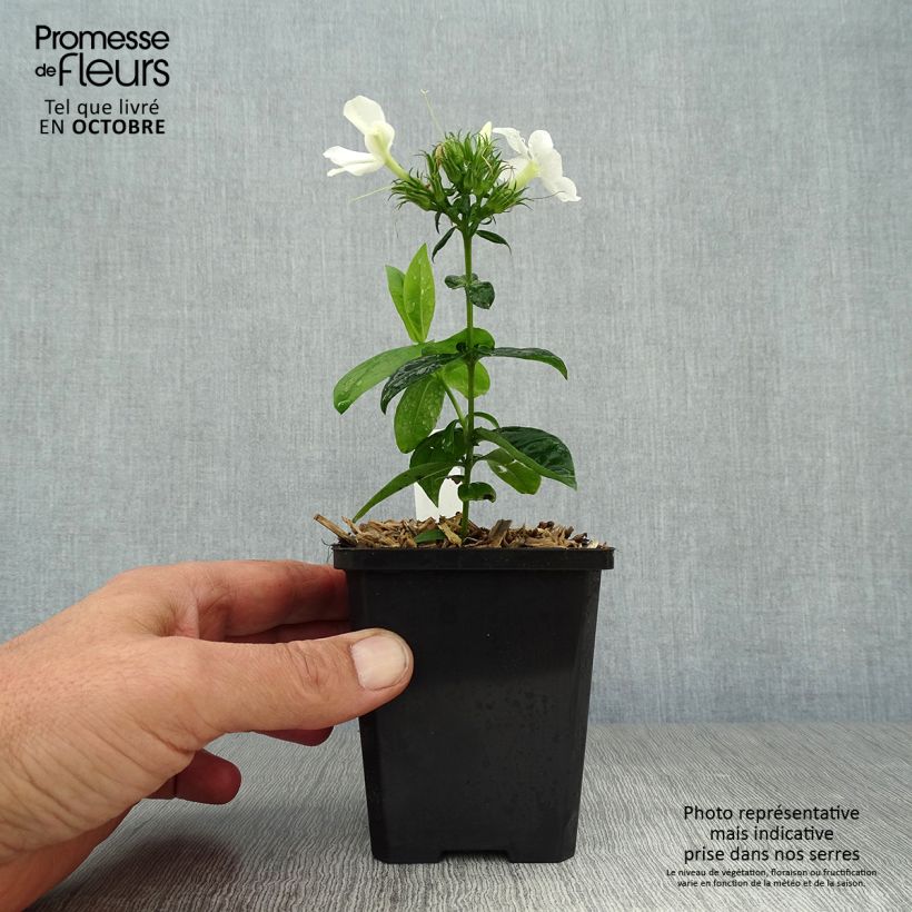Exemplaar van Phlox paniculata David - Vlambloem Kweekpotje van 8/9 cm zoals geleverd in de herfst