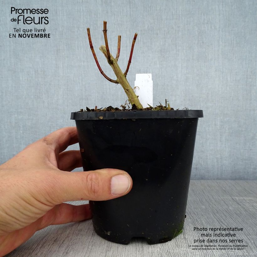 Exemplaar van Phlox paniculata David Pot de 1,5L/2L zoals geleverd in de herfst