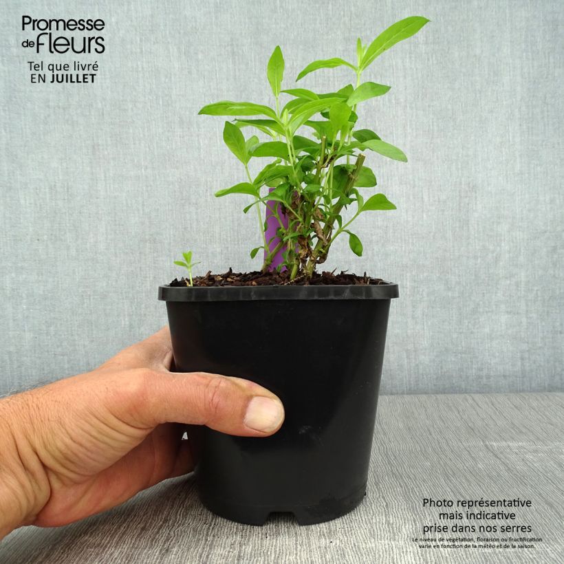 Exemplaar van Phlox paniculata David - Vlambloem Pot van 1,5 l/2 l zoals geleverd in de zomer