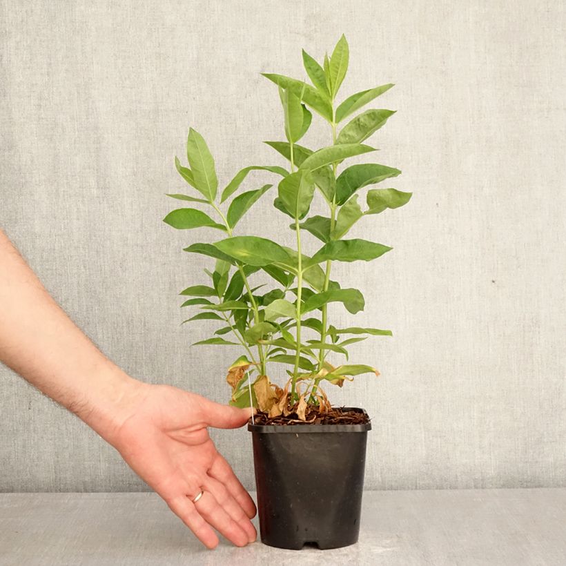 Exemplaar van Phlox paniculata David - Vlambloem Pot van 1,5 l/2 l zoals geleverd in de lente