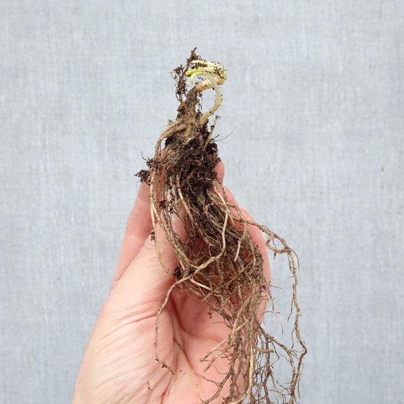 Exemplaar van Phlox paniculata David - Vlambloem Naakte wortel zoals geleverd in de winter