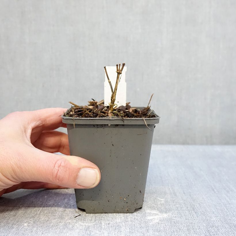 Exemplaar van Phlox paniculata Elisabeth - Vlambloem Kweekpotje van 8/9 cm zoals geleverd in de winter