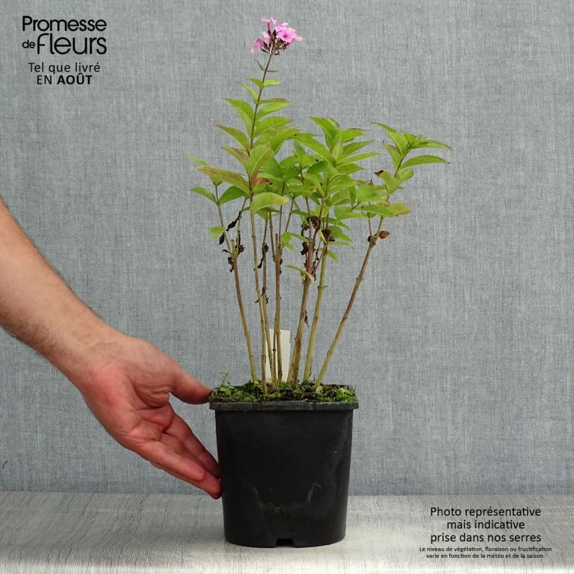 Exemplaar van Phlox paniculata Famous Light Pink - Vlambloem Pot van 2 l/3 l zoals geleverd in de zomer