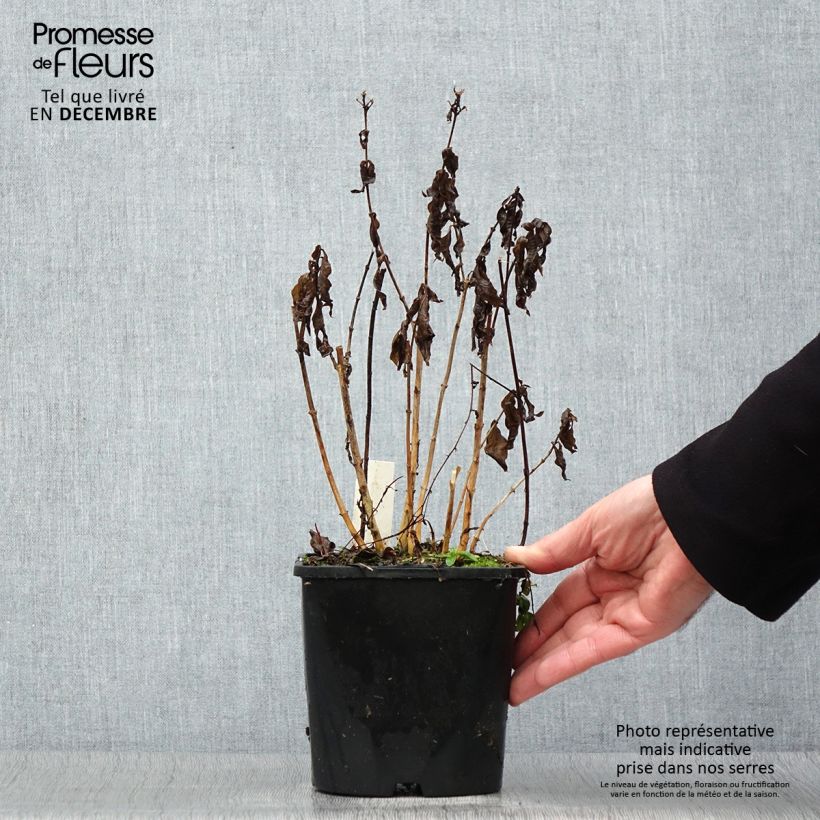 Exemplaar van Phlox paniculata Famous Light Pink - Vlambloem Pot van 2 l/3 l zoals geleverd in de winter