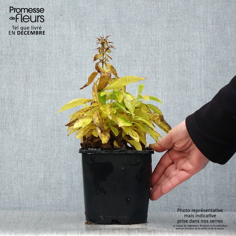 Exemplaar van Phlox paniculata Famous Wit - Vlambloem Pot van 2 l/3 l zoals geleverd in de winter