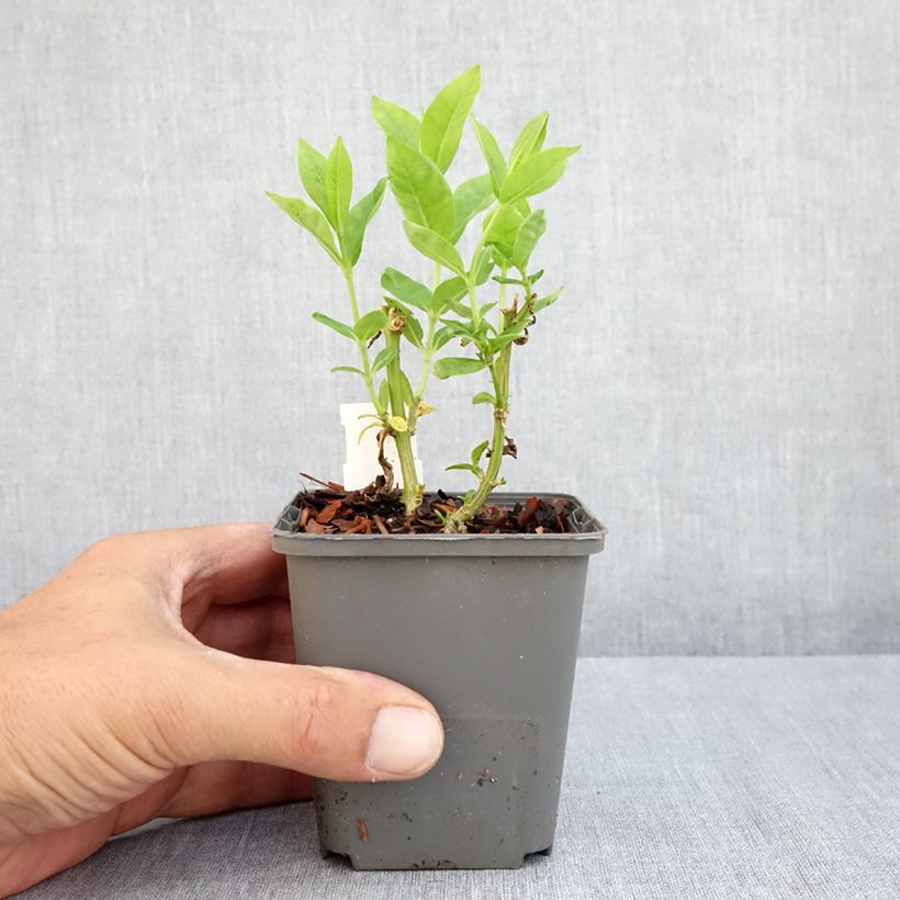 Exemplaar van Phlox paniculata Flame White Imp - Vlambloem Kweekpotje van 8/9 cm zoals geleverd in de zomer