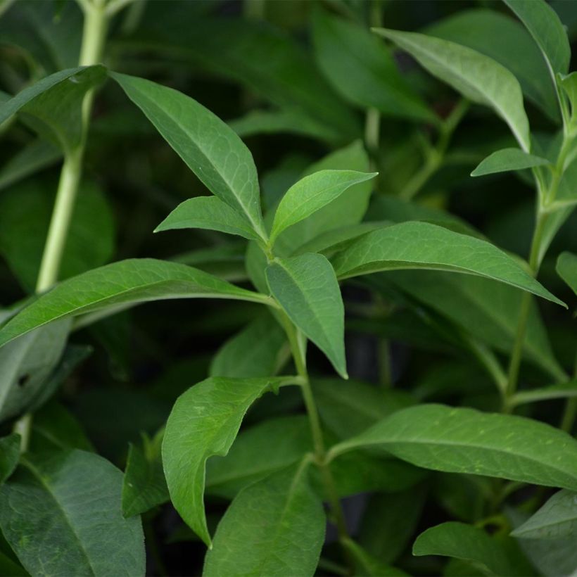 Phlox paniculata Fujiyama - Vlambloem (Blad)