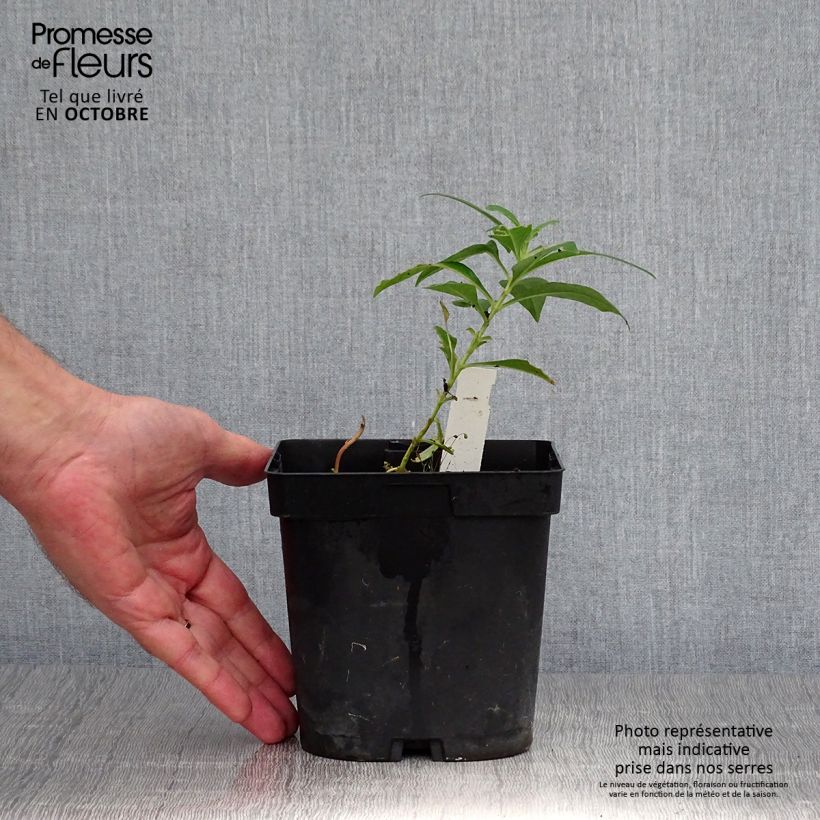 Exemplaar van Phlox paniculata Fujiyama - Vlambloem Pot van 2 l/3 l zoals geleverd in de herfst