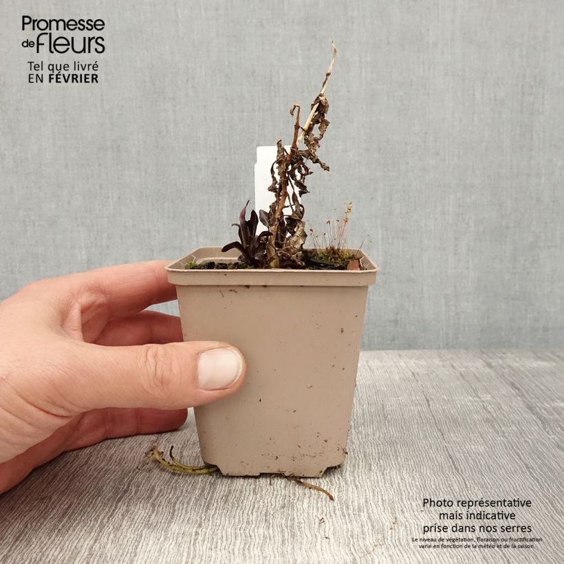 Exemplaar van Phlox paniculata Goldmine - Vlambloem Kweekpotje van 8/9 cm zoals geleverd in de winter