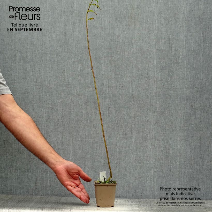 Exemplaar van Phlox paniculata Hesperis - Vlambloem Kweekpotje van 8/9 cm zoals geleverd in de herfst