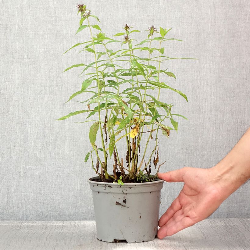 Exemplaar van Phlox paniculata Hesperis - Vlambloem Pot van 2 l/3 l zoals geleverd in de zomer