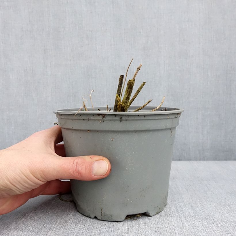 Exemplaar van Phlox paniculata Hesperis - Vlambloem Pot van 2 l/3 l zoals geleverd in de winter