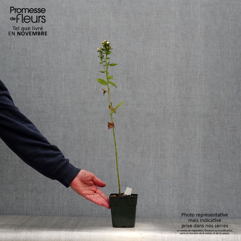 Exemplaar van Phlox paniculata Jade - Vlambloem Kweekpotje van 8/9 cm zoals geleverd in de herfst