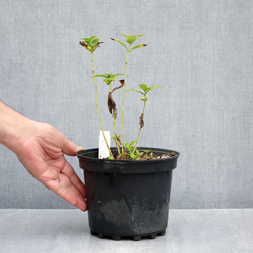 Exemplaar van Phlox paniculata Jade - Vlambloem Pot van 2 l/3 l zoals geleverd in de herfst