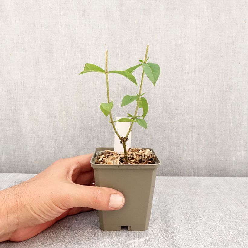 Exemplaar van Phlox paniculata Jeana - Vlambloem Kweekpotje van 8/9 cm zoals geleverd in de herfst