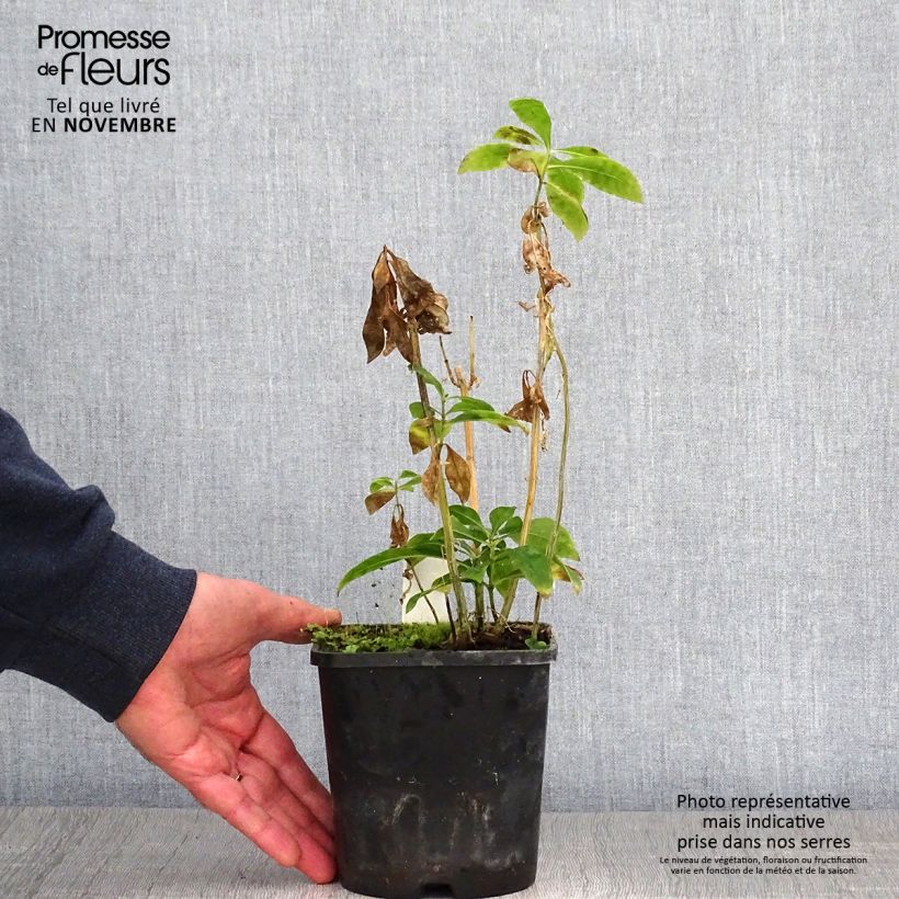 Exemplaar van Phlox paniculata Laura Pot de 1,5L/2L zoals geleverd in de herfst