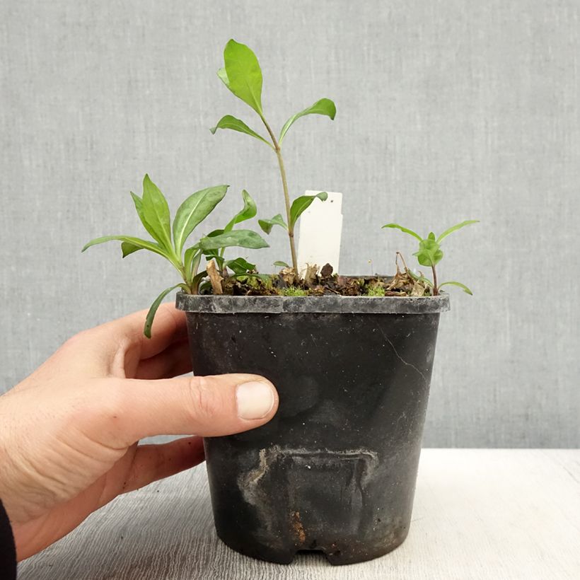 Exemplaar van Phlox paniculata Laura - Vlambloem Pot van 1,5 l/2 l zoals geleverd in de lente