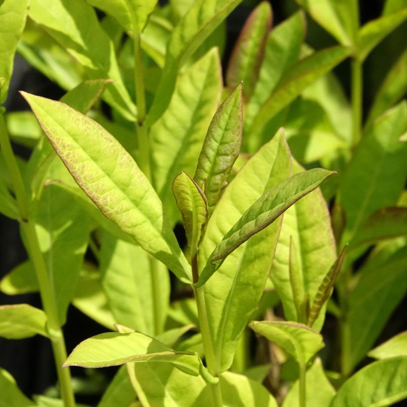 Phlox paniculata Little Laura - Vlambloem (Blad)