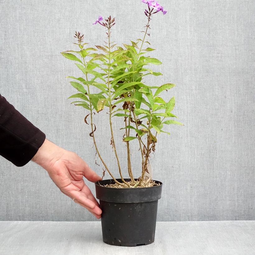 Exemplaar van Phlox paniculata Little Laura - Vlambloem Pot van 2 l/3 l zoals geleverd in de herfst