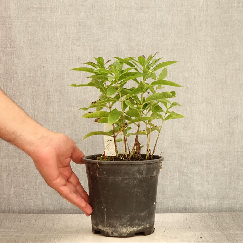Exemplaar van Phlox paniculata Little Laura - Vlambloem Pot van 2 l/3 l zoals geleverd in de zomer
