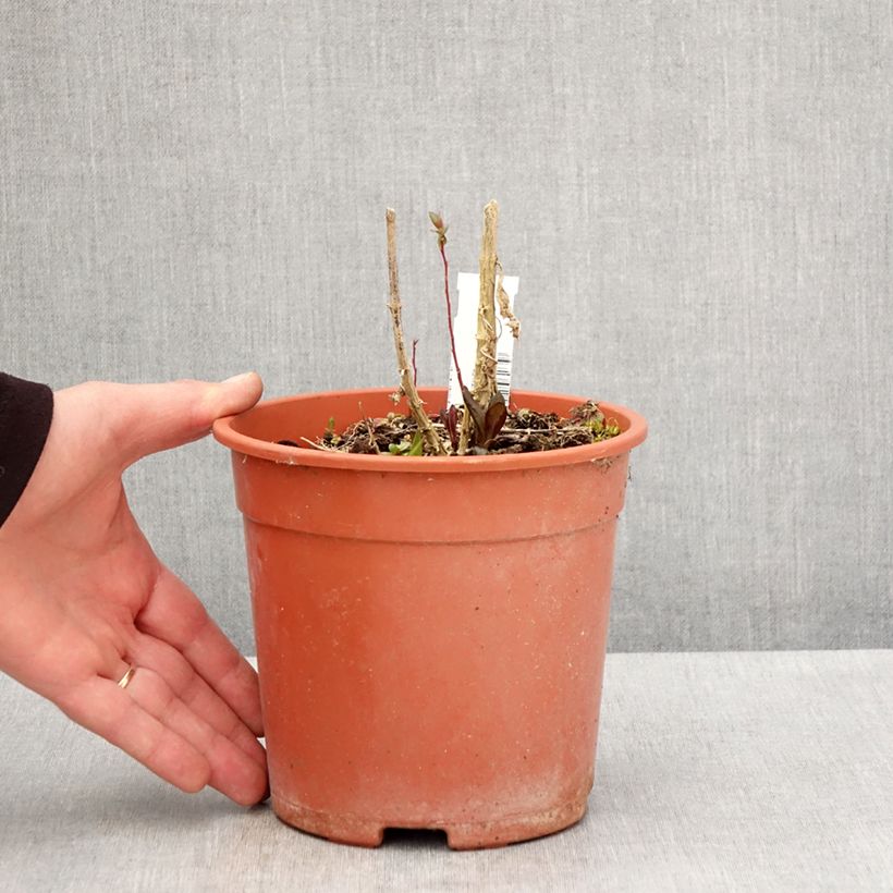 Exemplaar van Phlox paniculata Little Laura - Vlambloem Pot van 2 l/3 l zoals geleverd in de lente