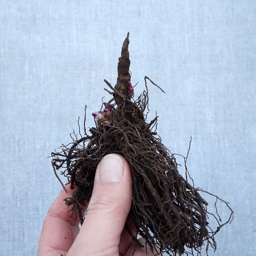 Exemplaar van Phlox paniculata Little Laura - Vlambloem Naakte wortel zoals geleverd in de winter