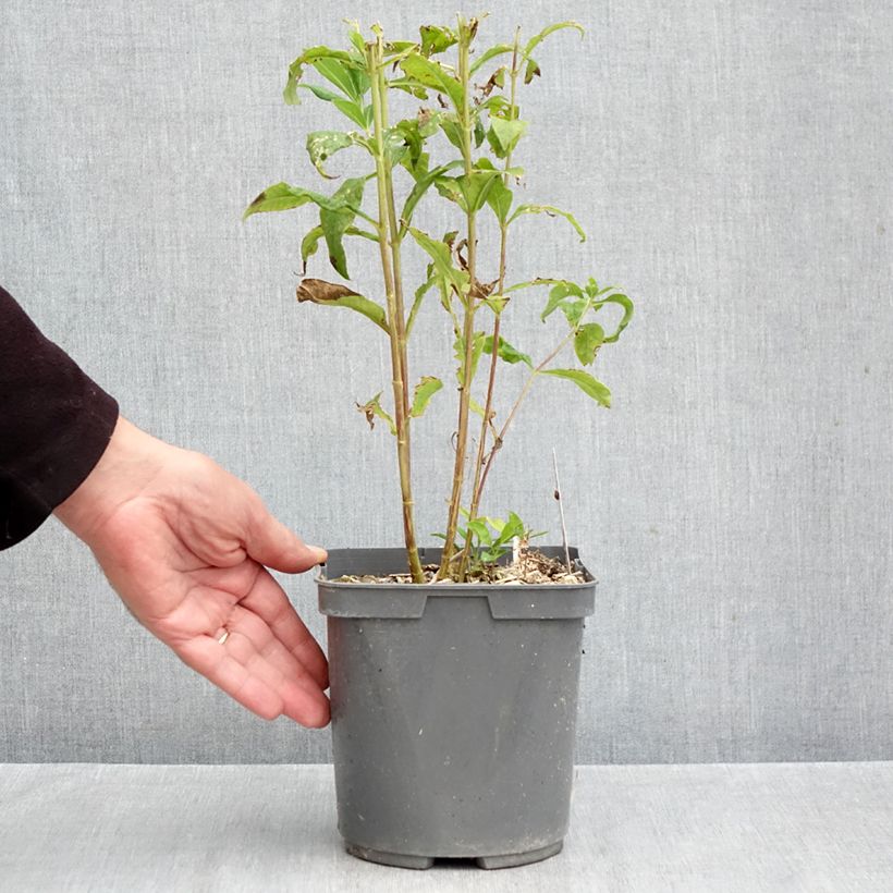 Exemplaar van Phlox paniculata Mike's Favourite - Vlambloem Pot van 2 l/3 l zoals geleverd in de herfst