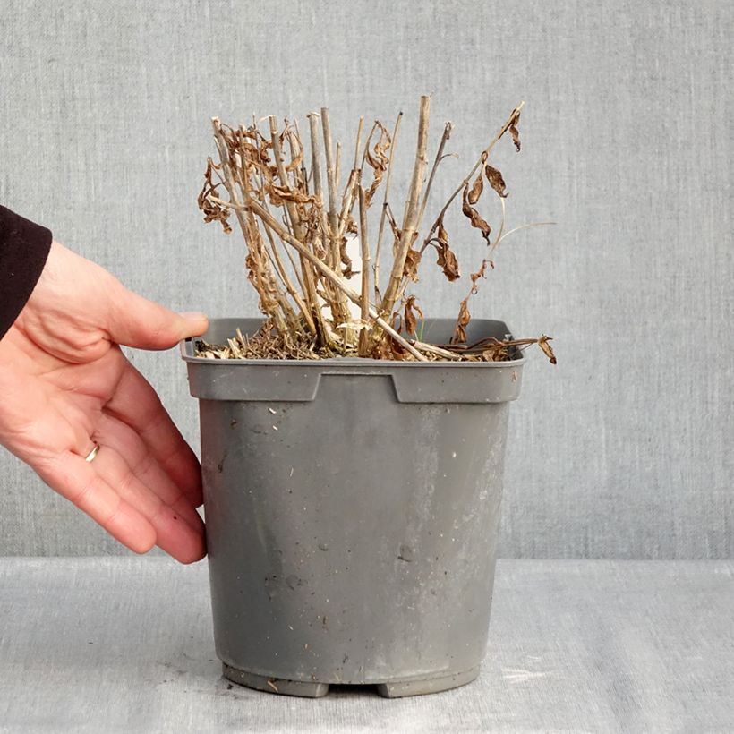 Exemplaar van Phlox paniculata Mike's Favourite - Vlambloem Pot van 2 l/3 l zoals geleverd in de winter