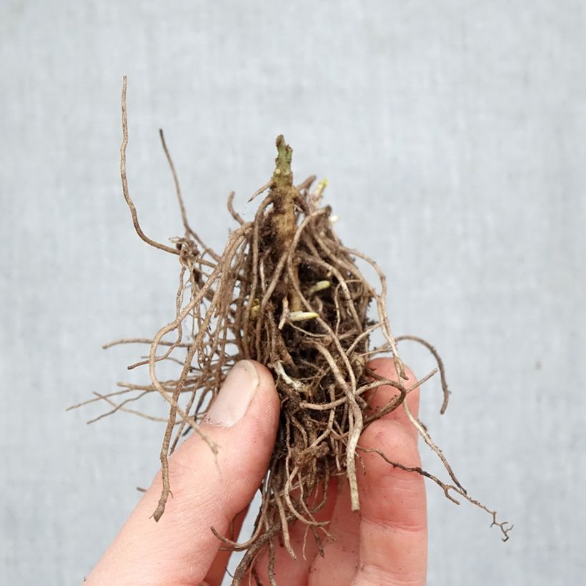 Exemplaar van Phlox paniculata Mike's Favourite - Vlambloem Naakte wortel zoals geleverd in de winter