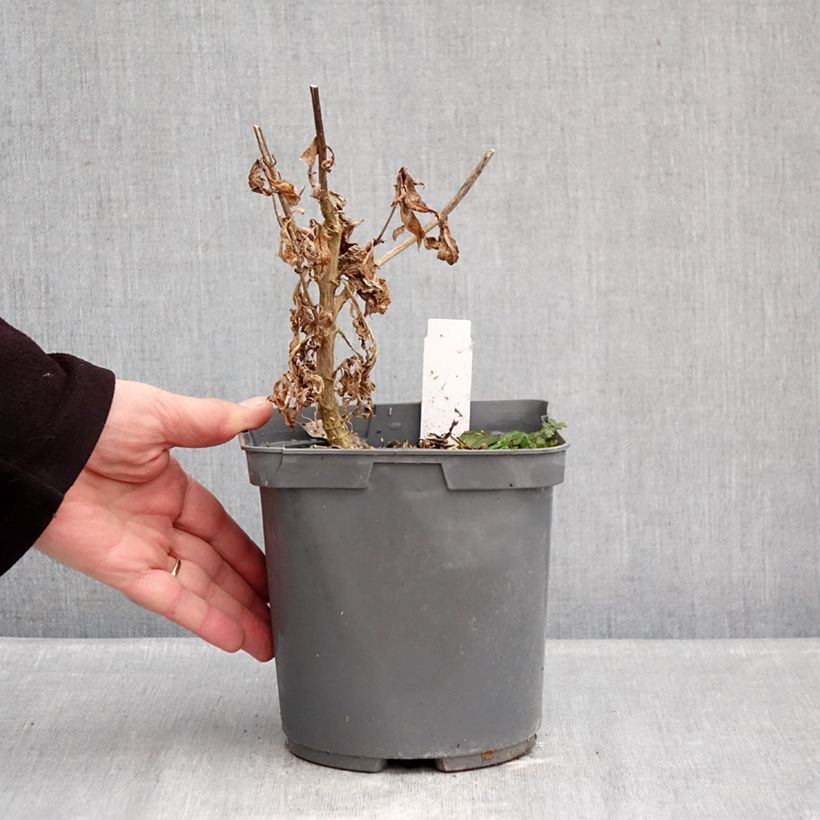 Exemplaar van Phlox paniculata Modern Art - Vlambloem Pot van 2 l/3 l zoals geleverd in de winter