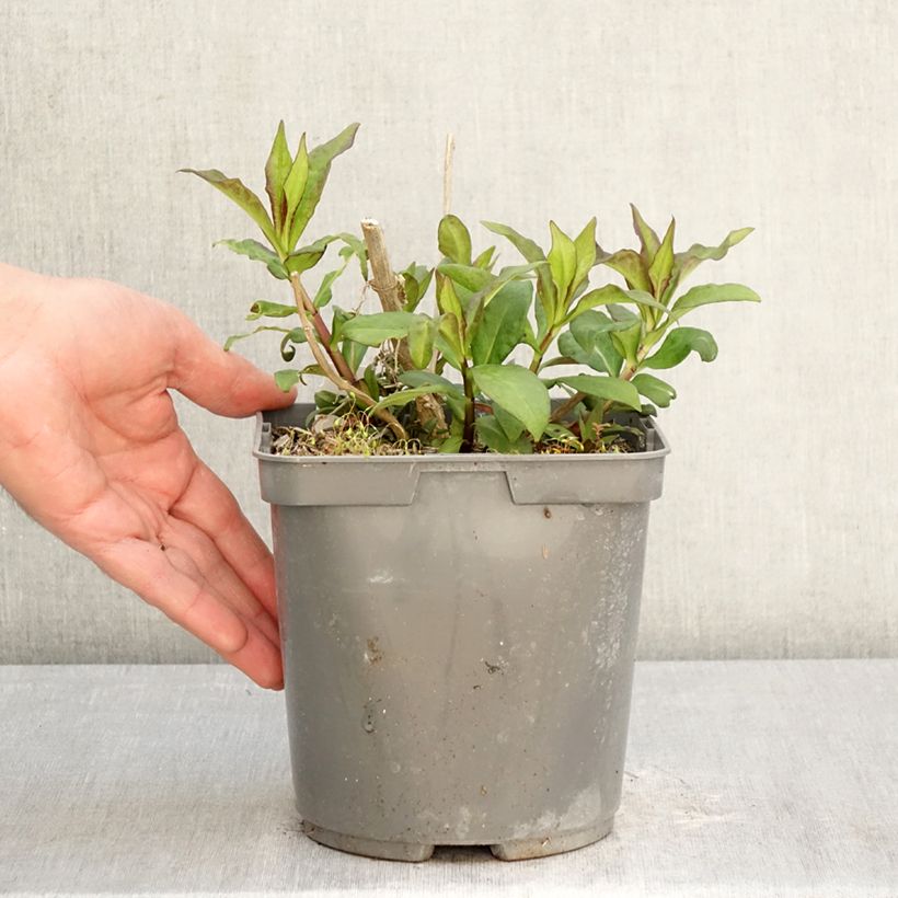 Exemplaar van Phlox paniculata Modern Art - Vlambloem Pot van 2 l/3 l zoals geleverd in de lente