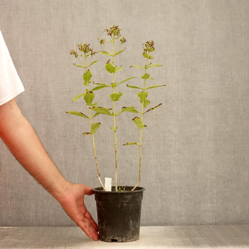 Exemplaar van Phlox paniculata Mystic Green - Vlambloem Pot van 2 l/3 l zoals geleverd in de zomer