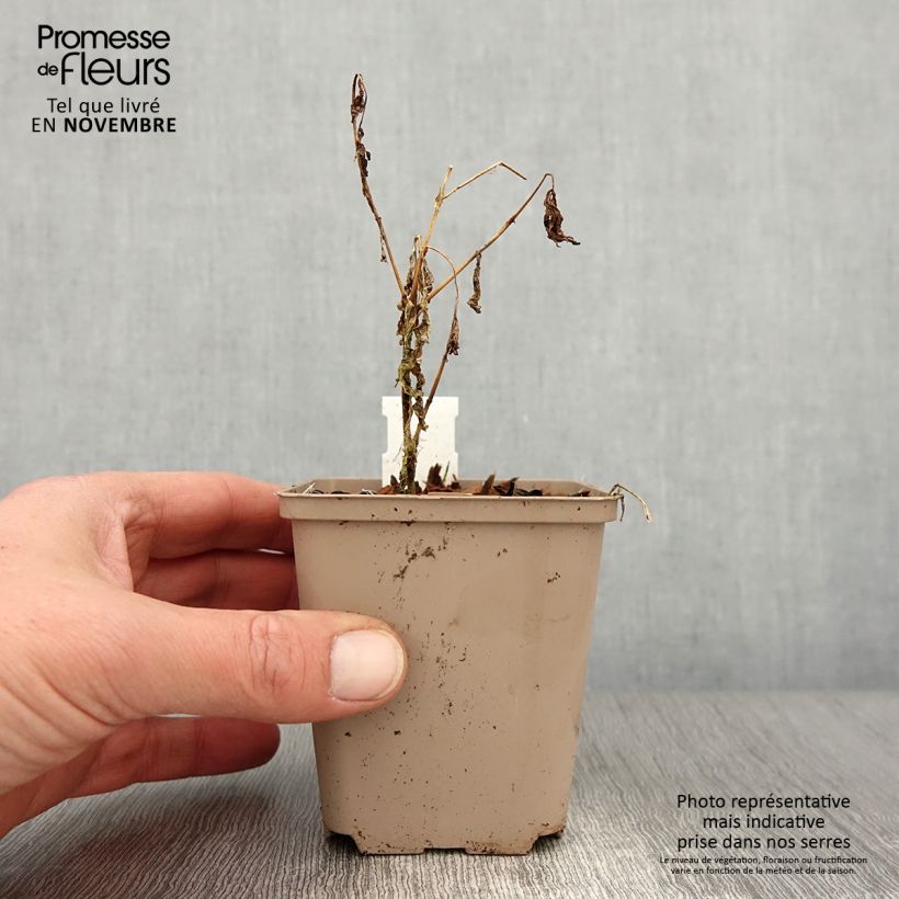 Exemplaar van Phlox paniculata Olympus - Vlambloem Kweekpotje van 8/9 cm zoals geleverd in de herfst
