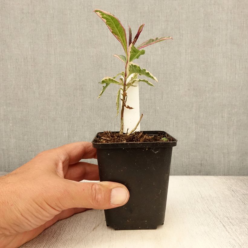 Exemplaar van Phlox paniculata Olympus - Vlambloem Kweekpotje van 8/9 cm zoals geleverd in de zomer