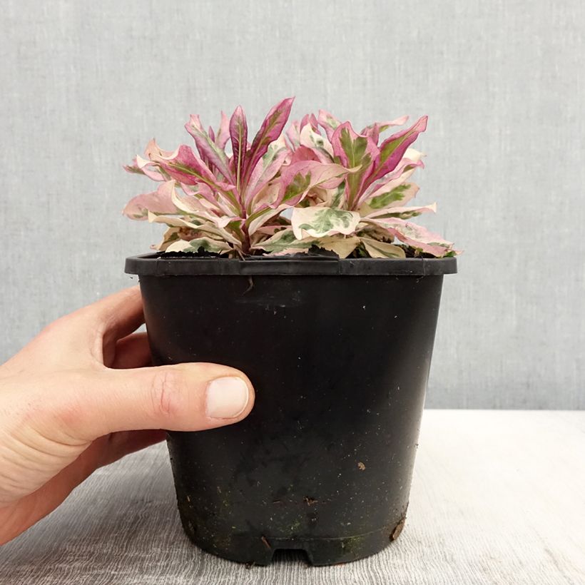 Exemplaar van Phlox paniculata Olympus - Vlambloem Pot van 1,5 l/2 l zoals geleverd in de lente