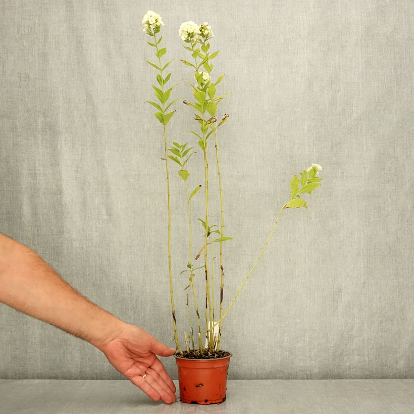 Exemplaar van Phlox paniculata Orchid Green - Vlambloem Pot van 12 cm / 13 cm zoals geleverd in de zomer