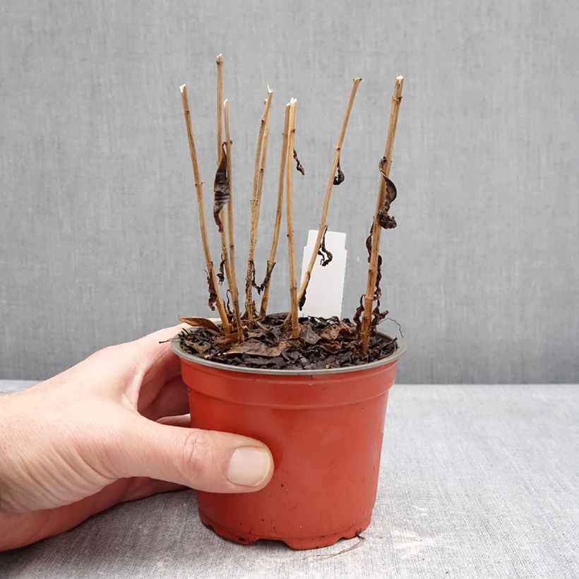 Exemplaar van Phlox paniculata Orchid Green - Vlambloem Pot van 12 cm / 13 cm zoals geleverd in de winter