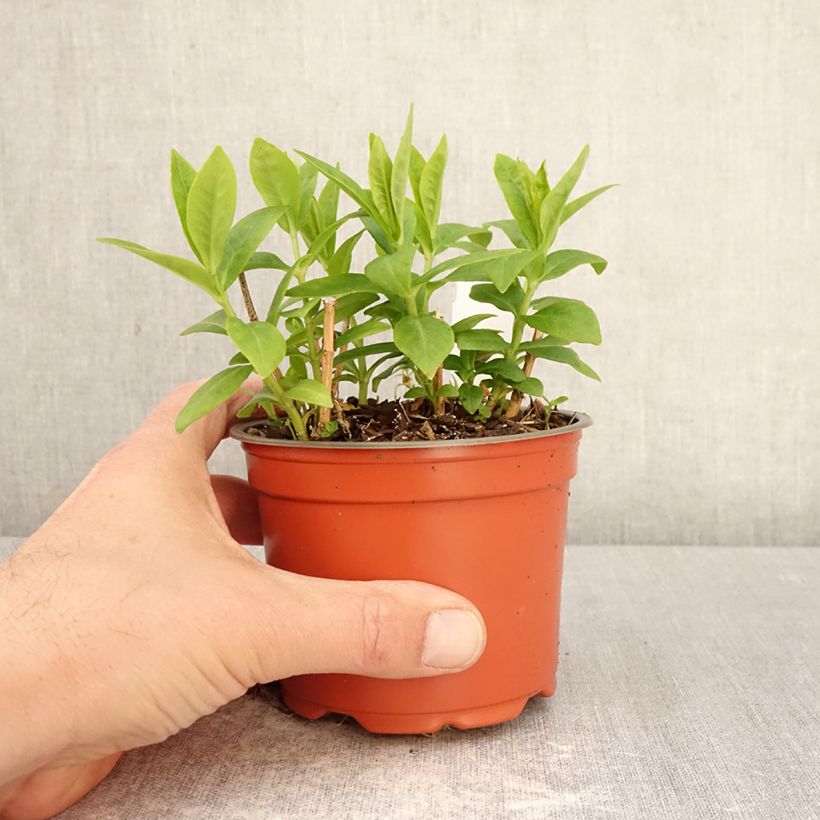 Exemplaar van Phlox paniculata Orchid Green - Vlambloem Pot van 12 cm / 13 cm zoals geleverd in de lente