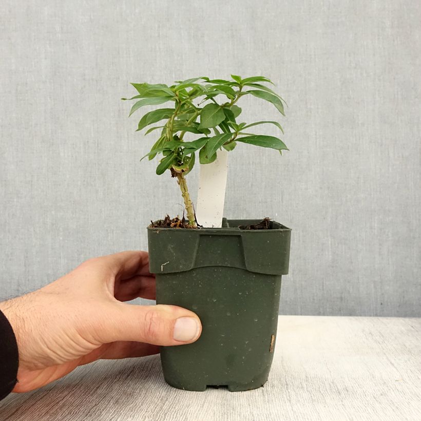 Exemplaar van Phlox paniculata Peppermint Twist - Vlambloem Kweekpotje van 8/9 cm zoals geleverd in de herfst